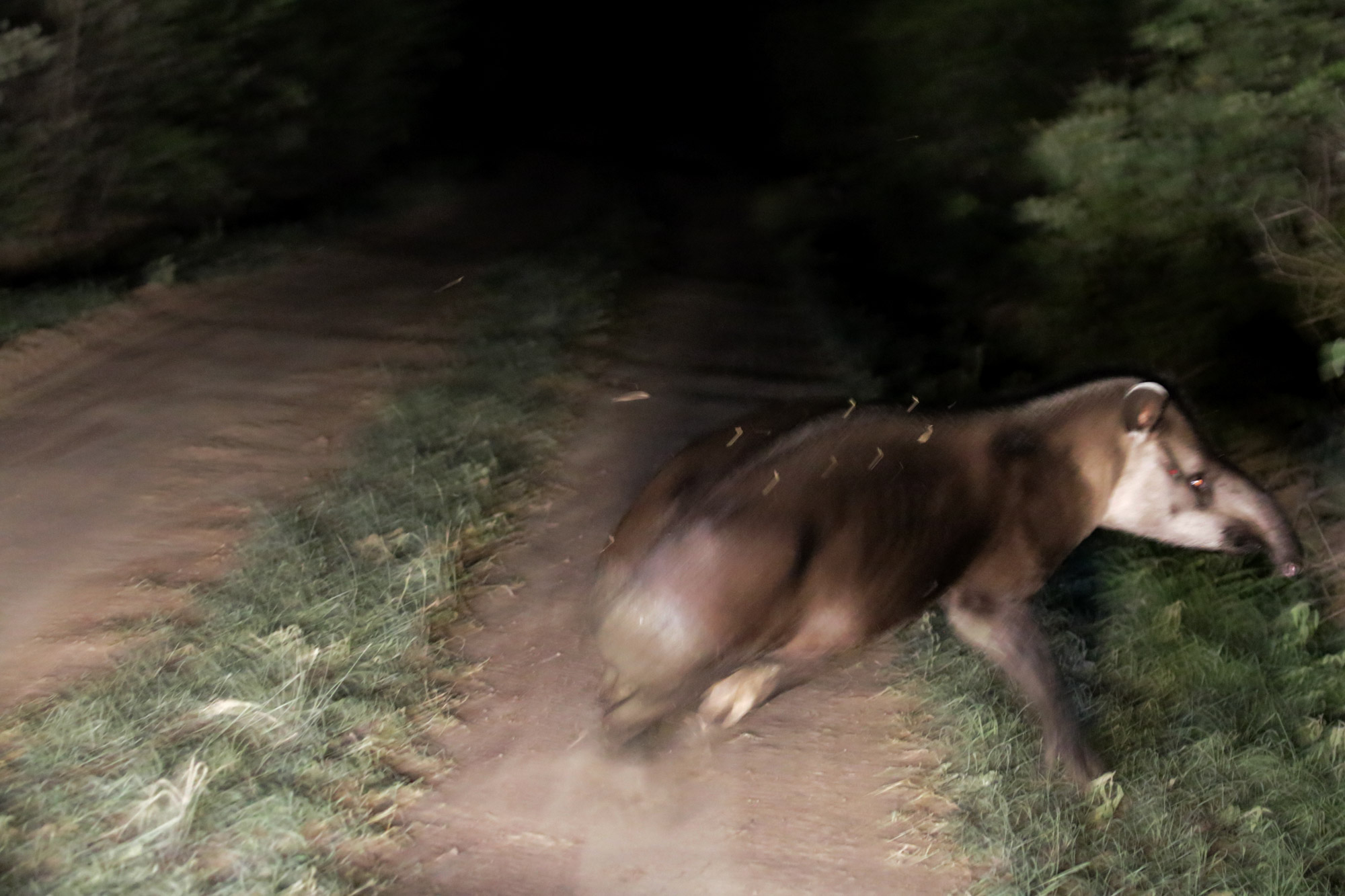 Werelddierendag, 9 bijzondere ontmoetingen met dieren - Tapir