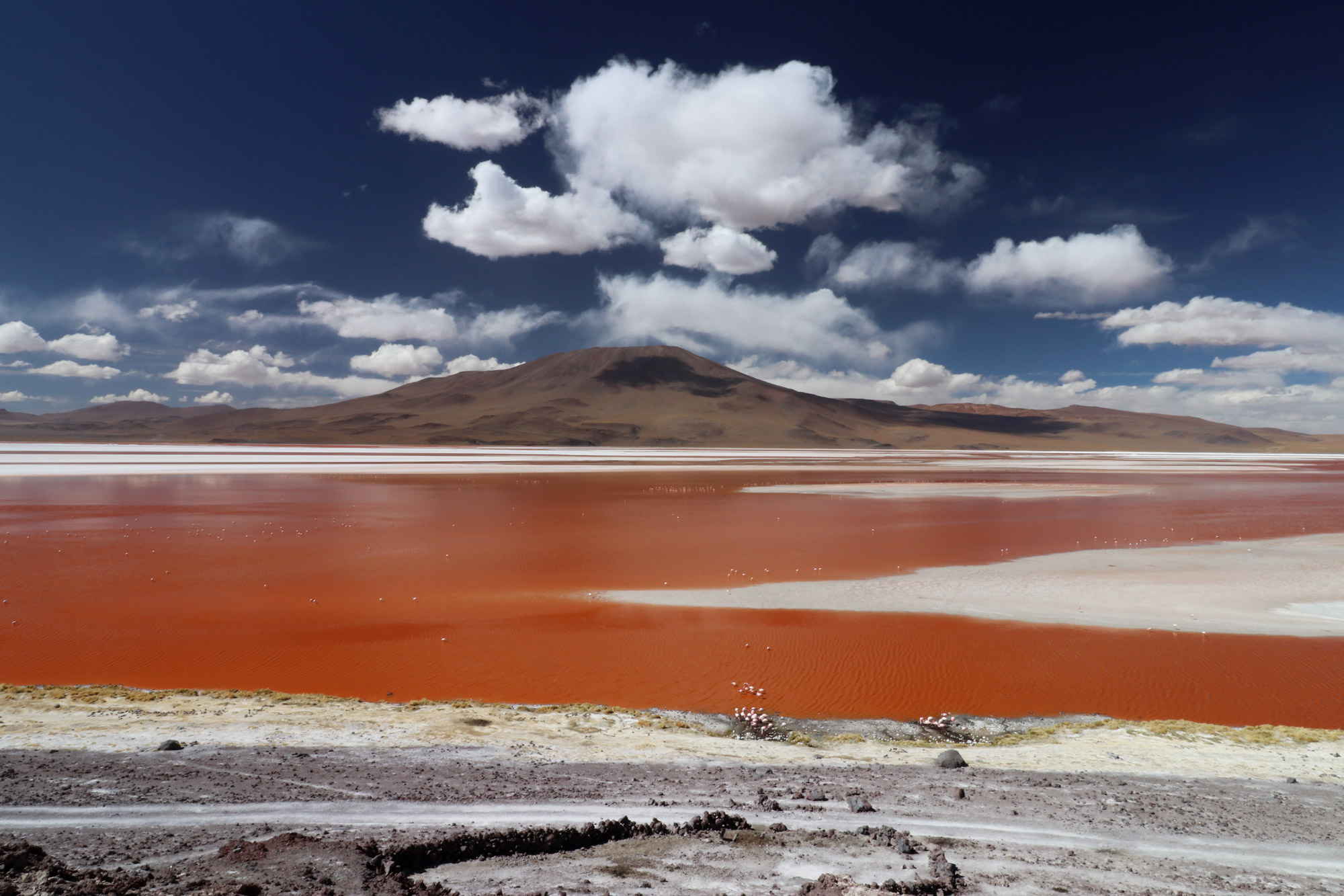 Bolivia 2016 - Dag 10 - Laguna Colorada