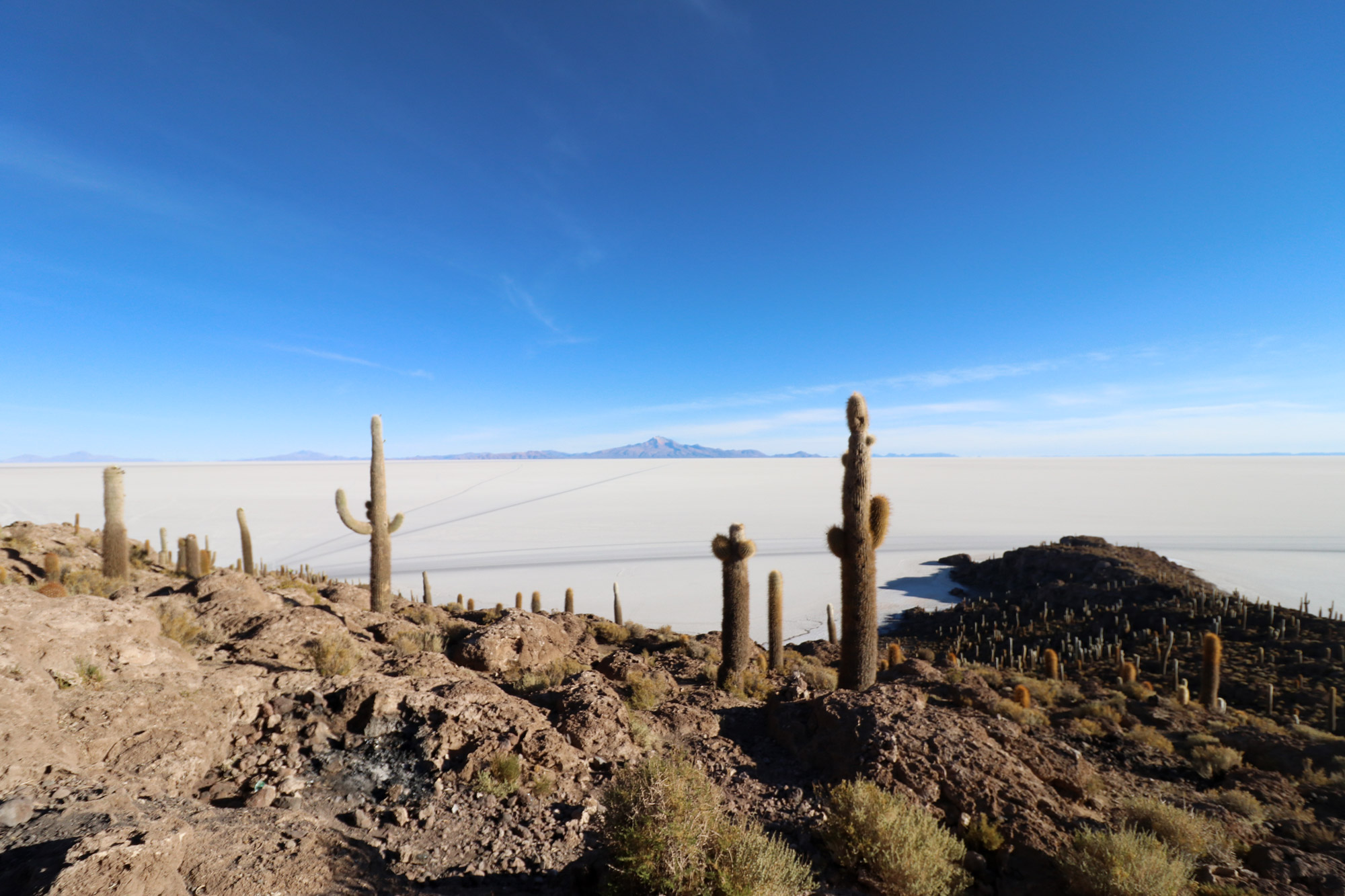 Bolivia 2016 - Dag 12 - Cactuseiland Isla Incahuas