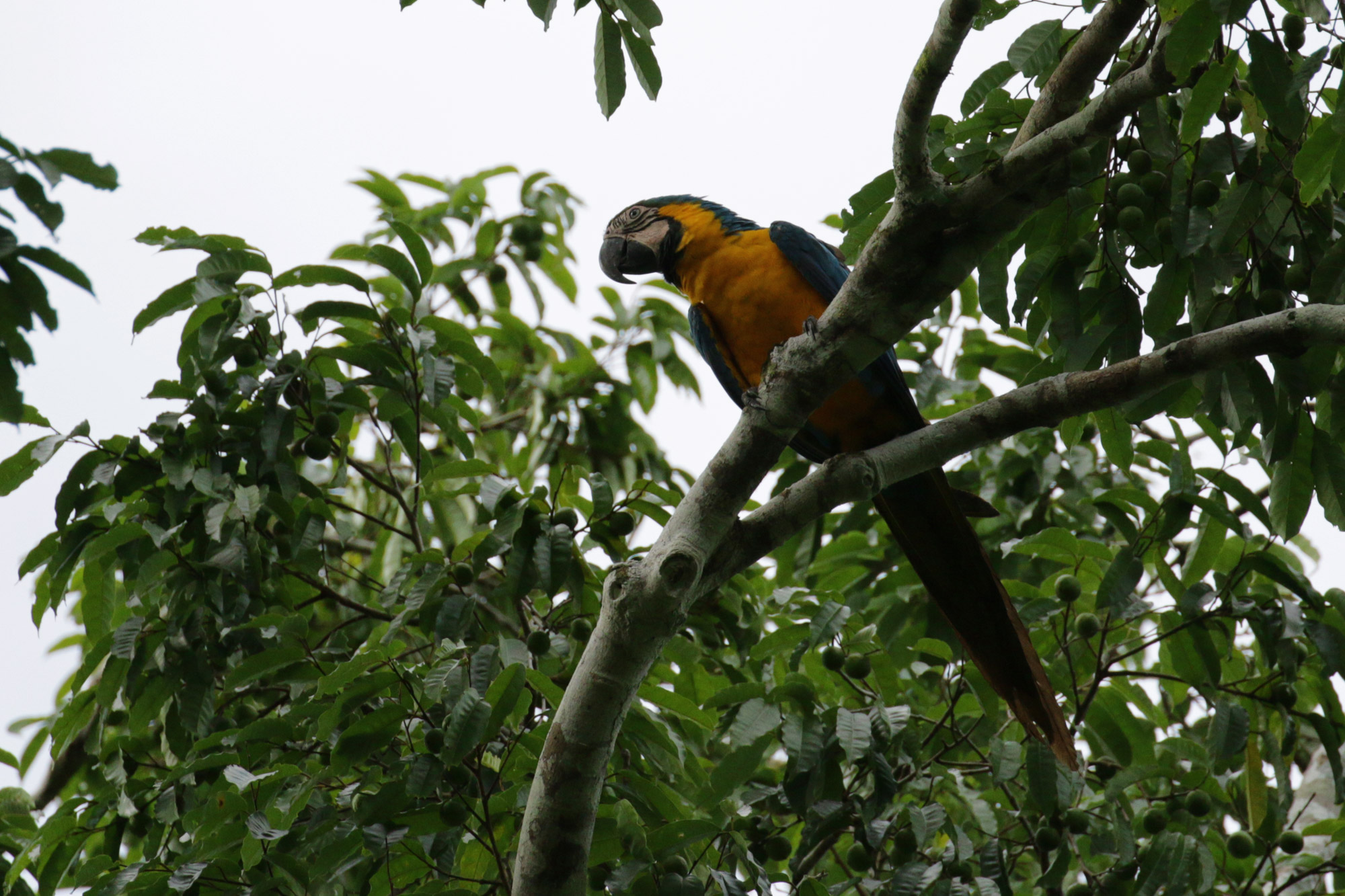 Bolivia 2016 - Dag 16 - Een ara in het Parque Nacional Madidi