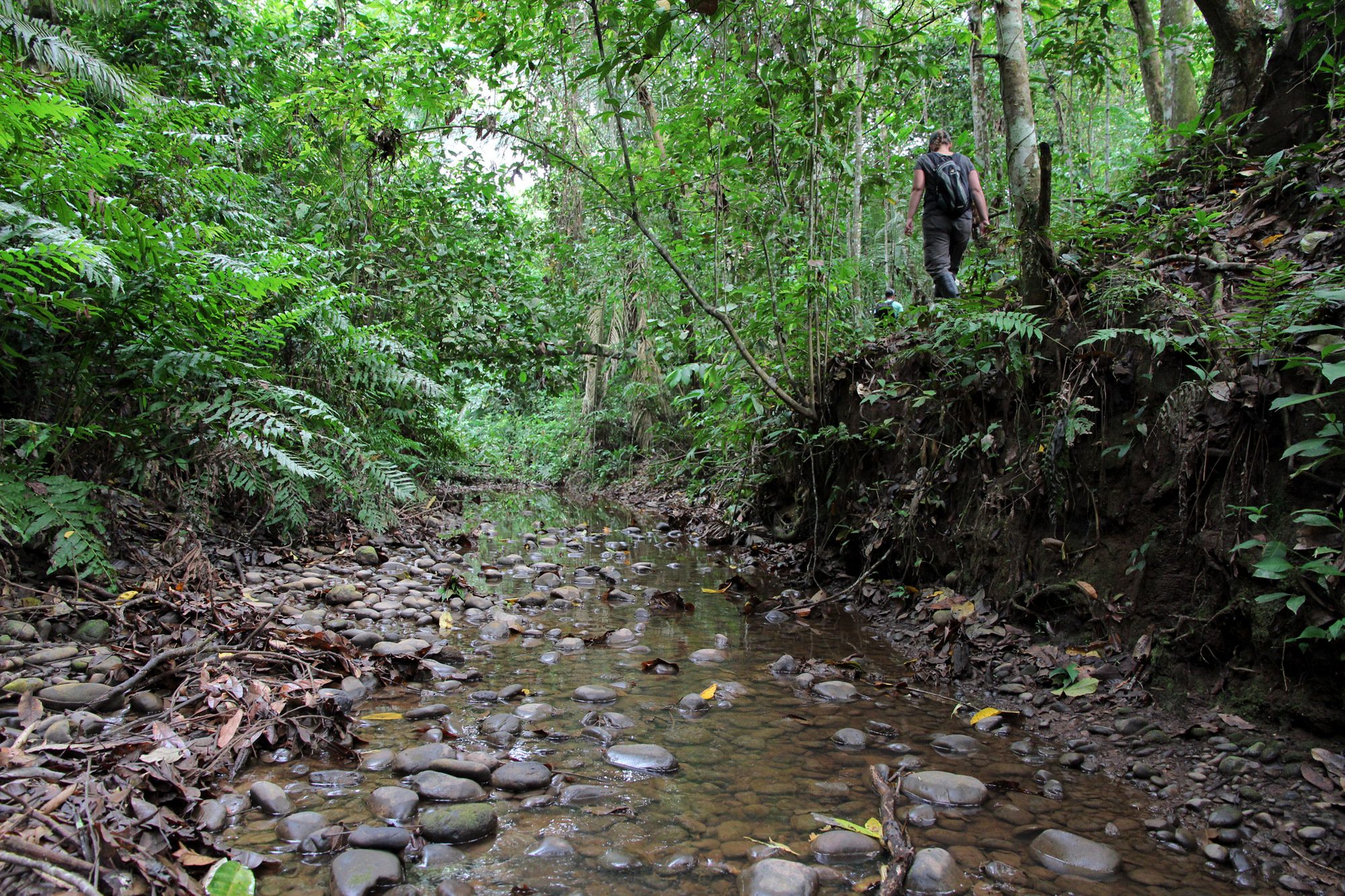 Bolivia 2016 - Dag 16 - Hiken door de jungle van Parque Nacional Madidi