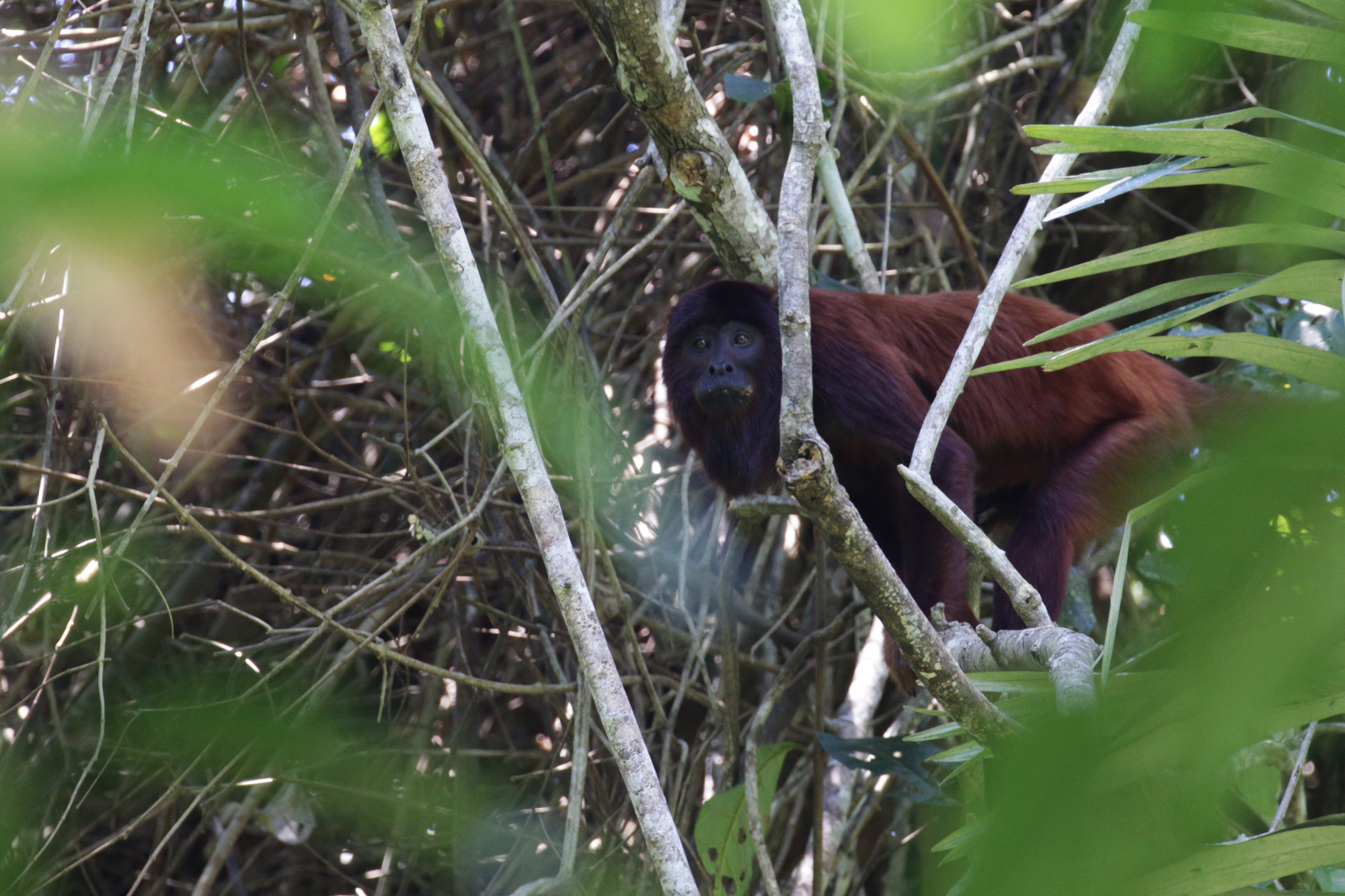 Bolivia 2016 - Dag 17 - Een brulaap in het Parque Nacional Madidi