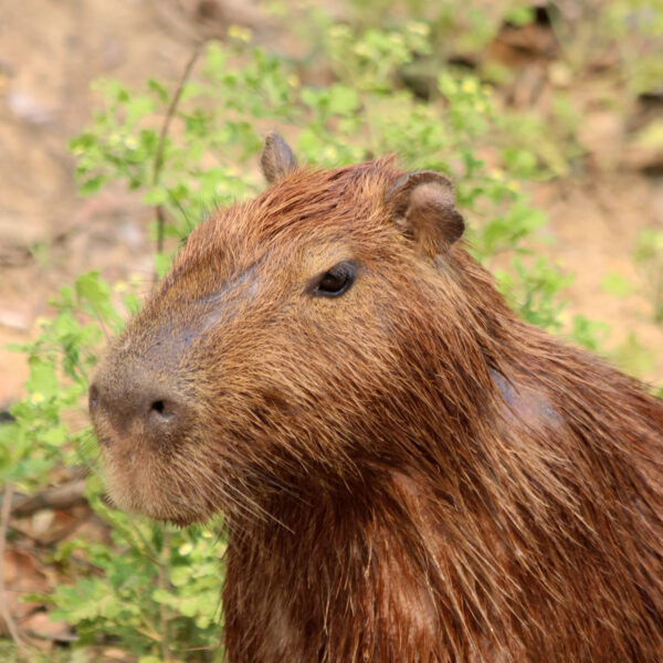 Bolivia 2016 - Dag 19 - Een capibara in de Pampas