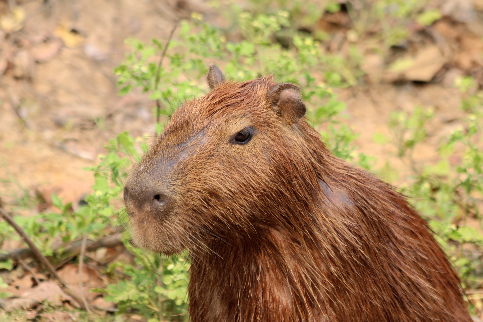 Bolivia 2016 - Dag 19 - Een capibara in de Pampas