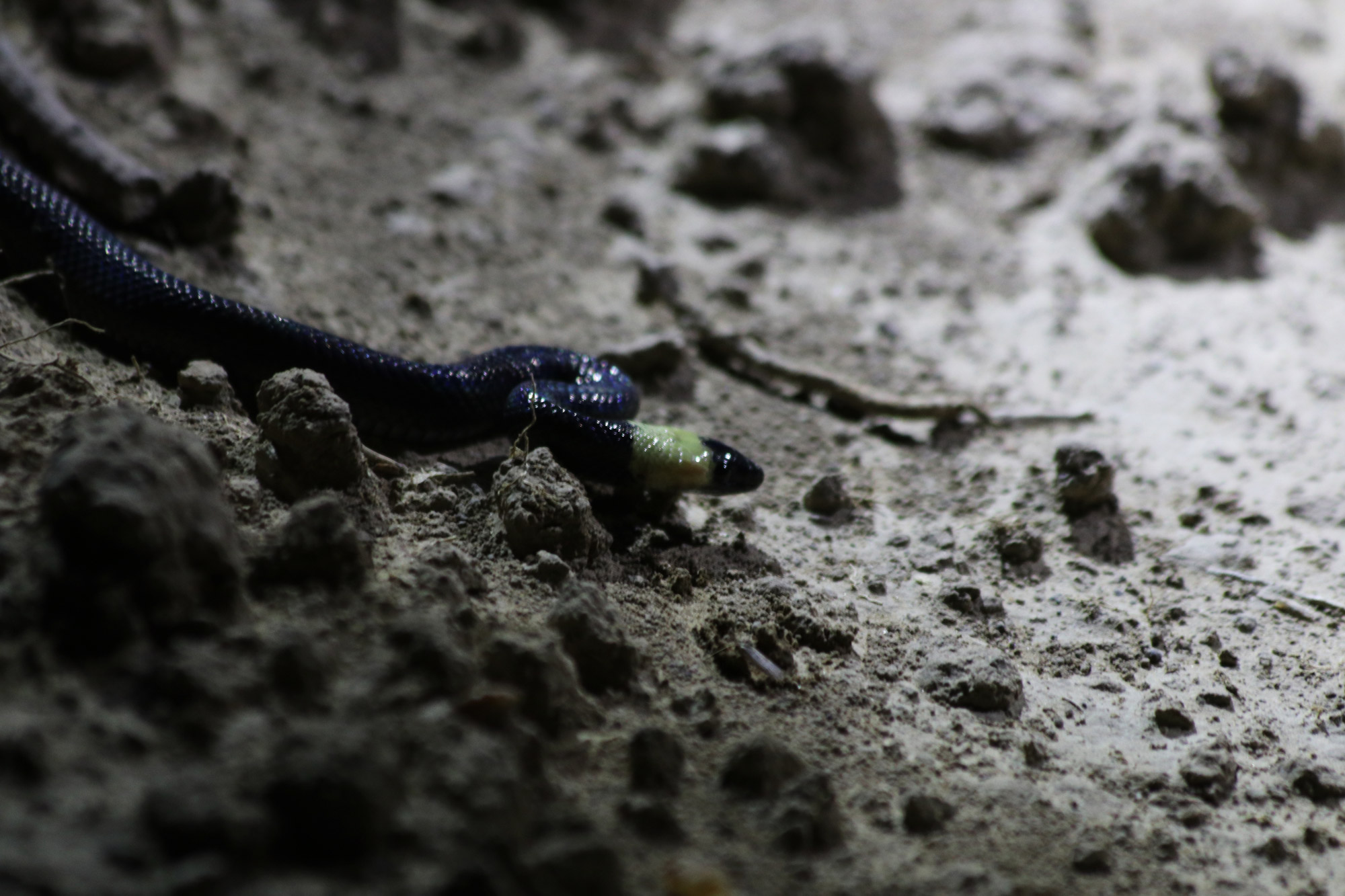 Bolivia 2016 - Dag 4 - Een slang in het Parque Nacional Gran Chaco del Kaa-Iya