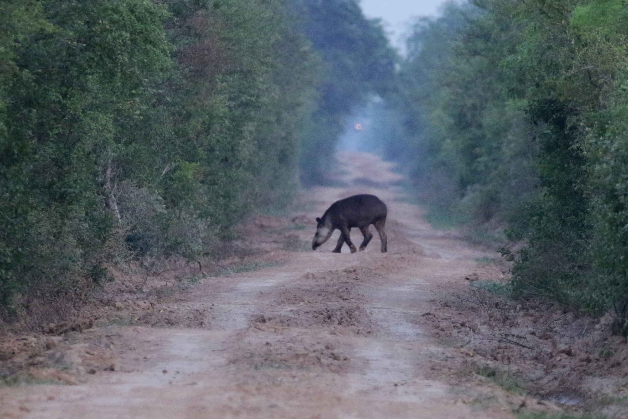 Bolivia 2016 - Dag 5 - Een tapir in het Parque Nacional Gran Chaco del Kaa-Iya