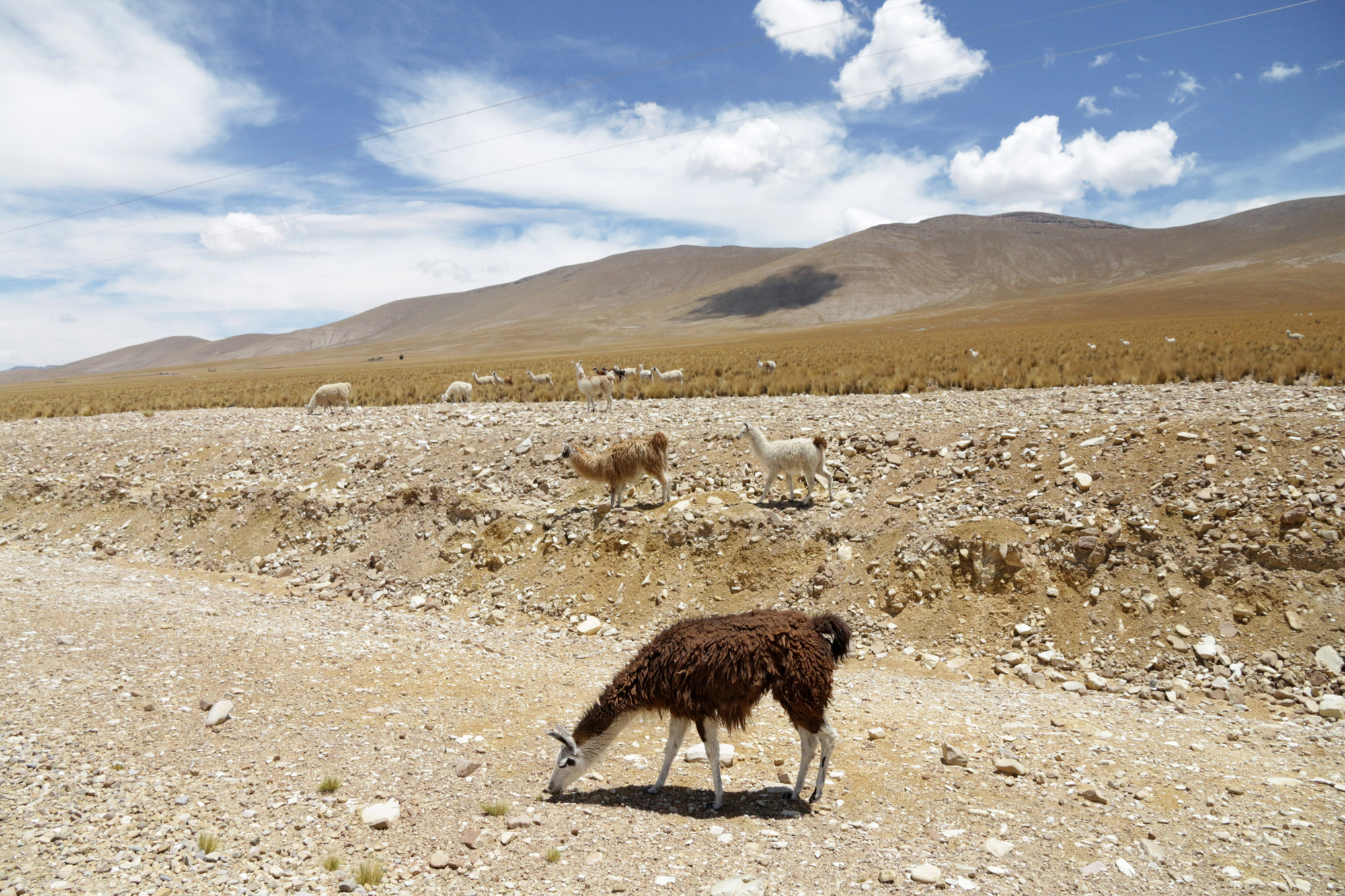 Bolivia 2016 - Dag 8 - Rit van Tarija naar Tupiza