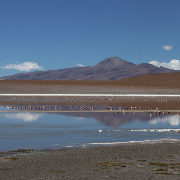 Laguna Hedionda Sur - Potosí Department - Bolivia
