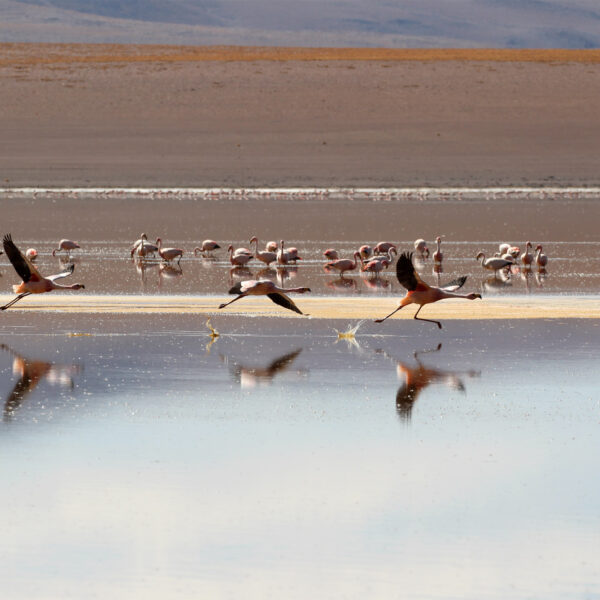 Laguna Hedionda Sur - Potosí Department - Bolivia