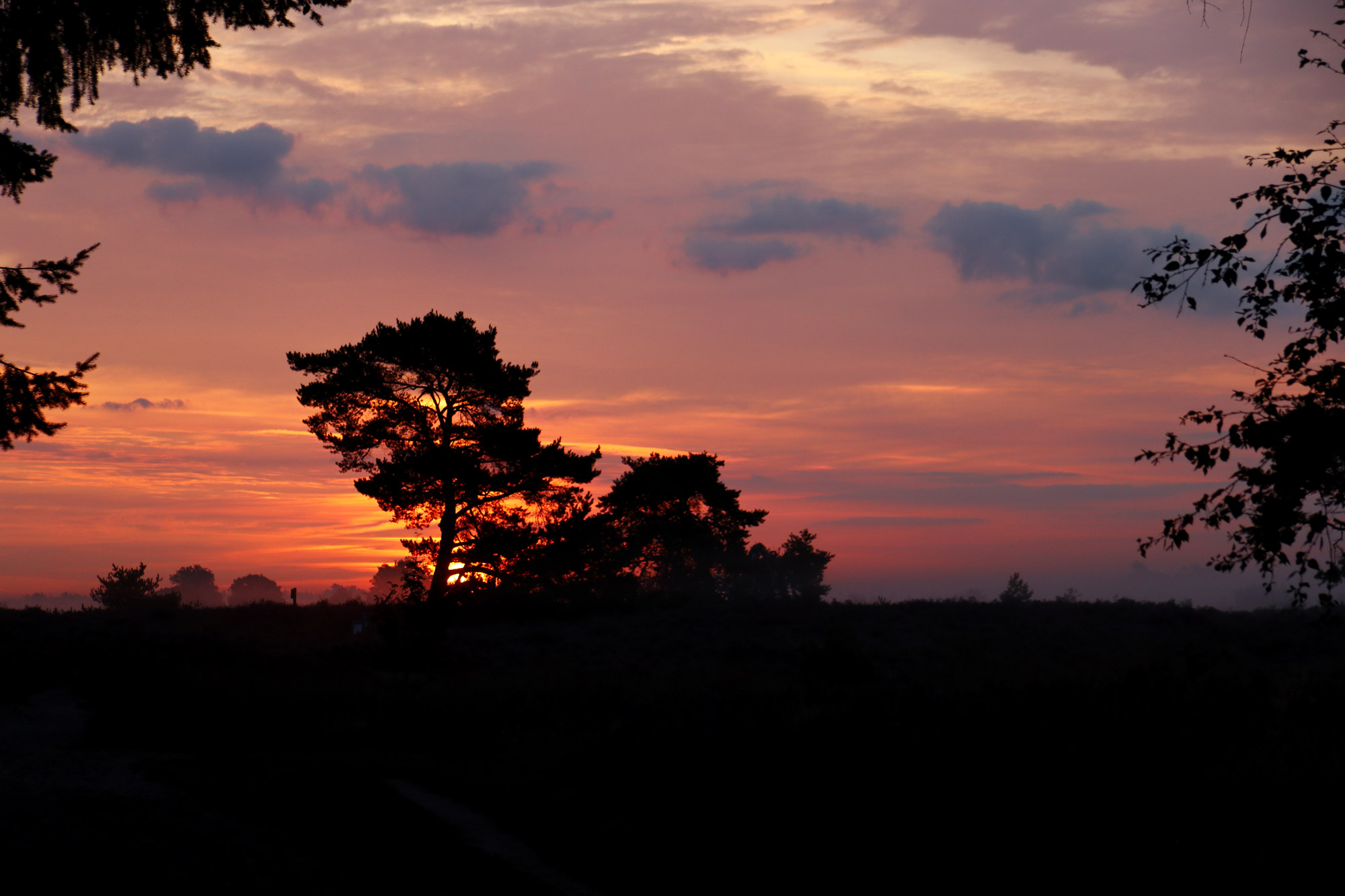 Ochtendwandeling op de Strabrechtse Heide