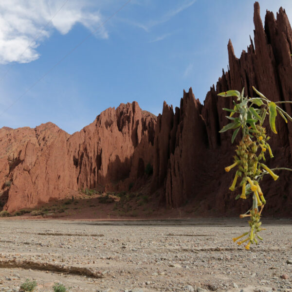 Quebrada de Palala - Potosí Department - Bolivia