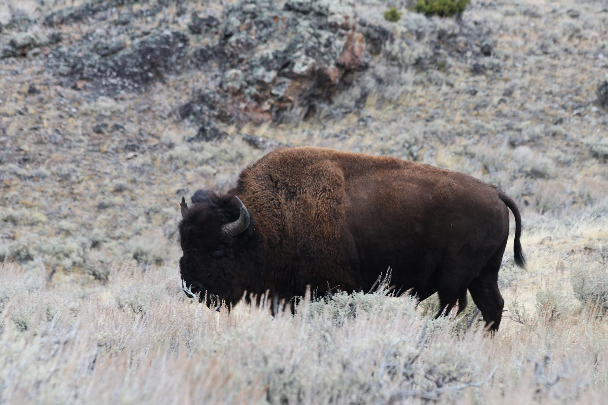 Amerika dag 4 - Yellowstone National Park - Blacktail Plateau Drive - Bizon