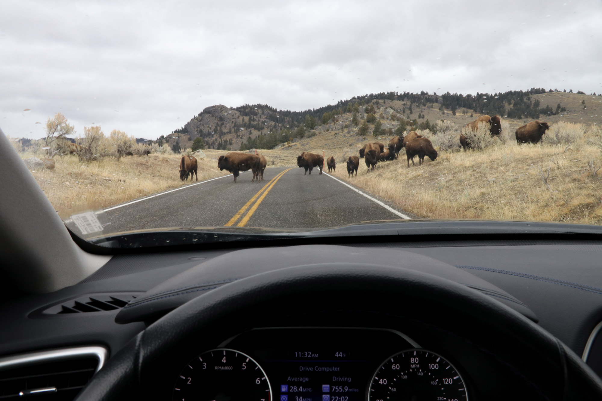 Amerika dag 4 - Yellowstone National Park - Bizons op de weg