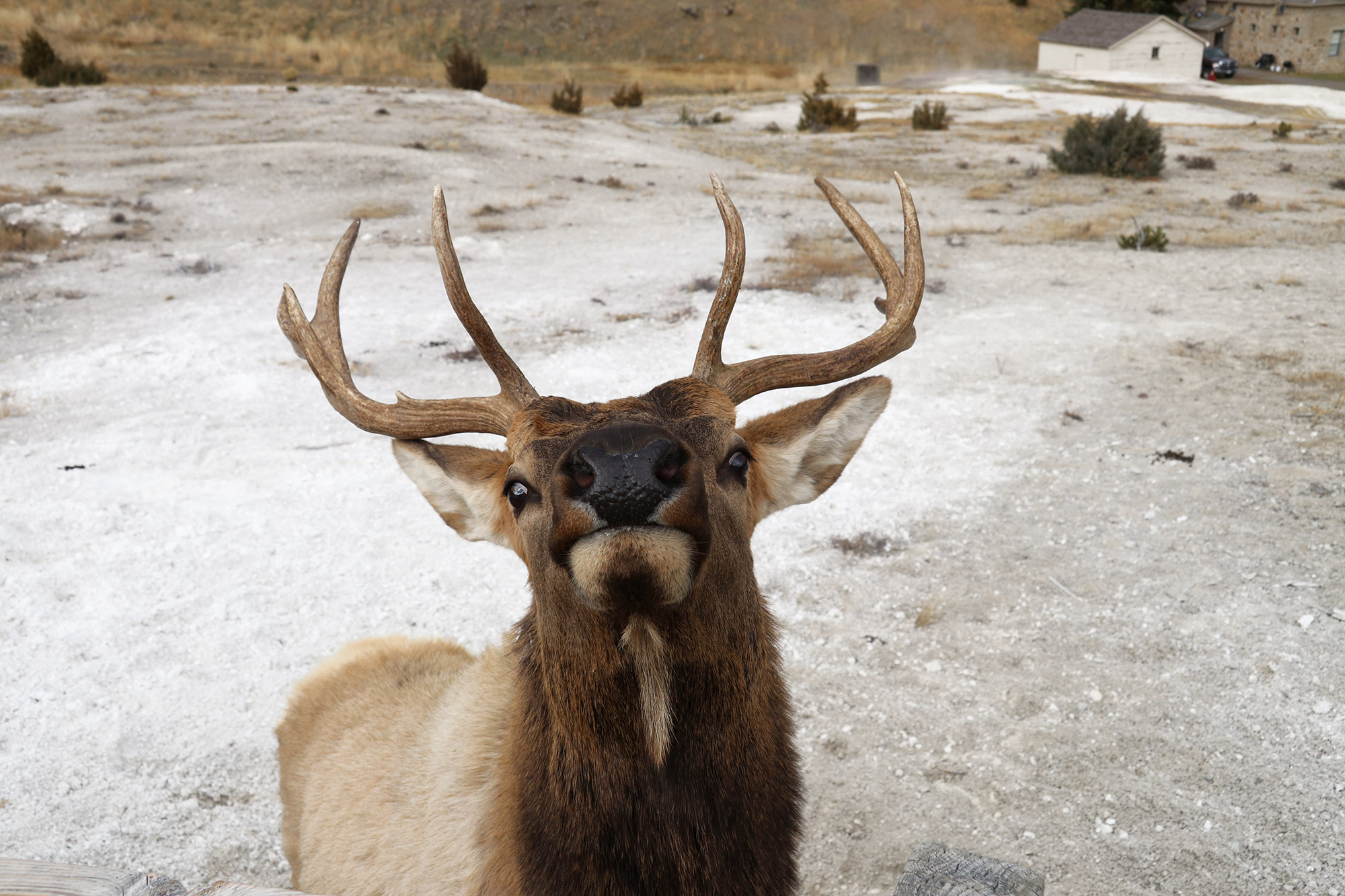 Amerika dag 4 - Yellowstone National Park - Mammoth Hot Springs - Wapiti