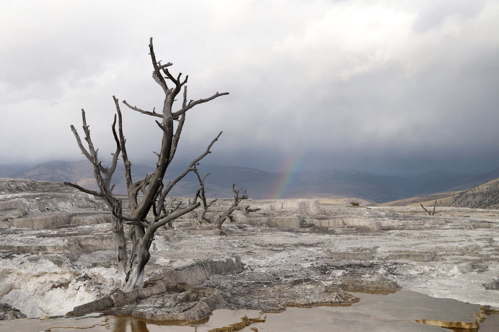 Amerika dag 4 - Yellowstone National Park - Mammoth Hot Springs - Upper Terrace