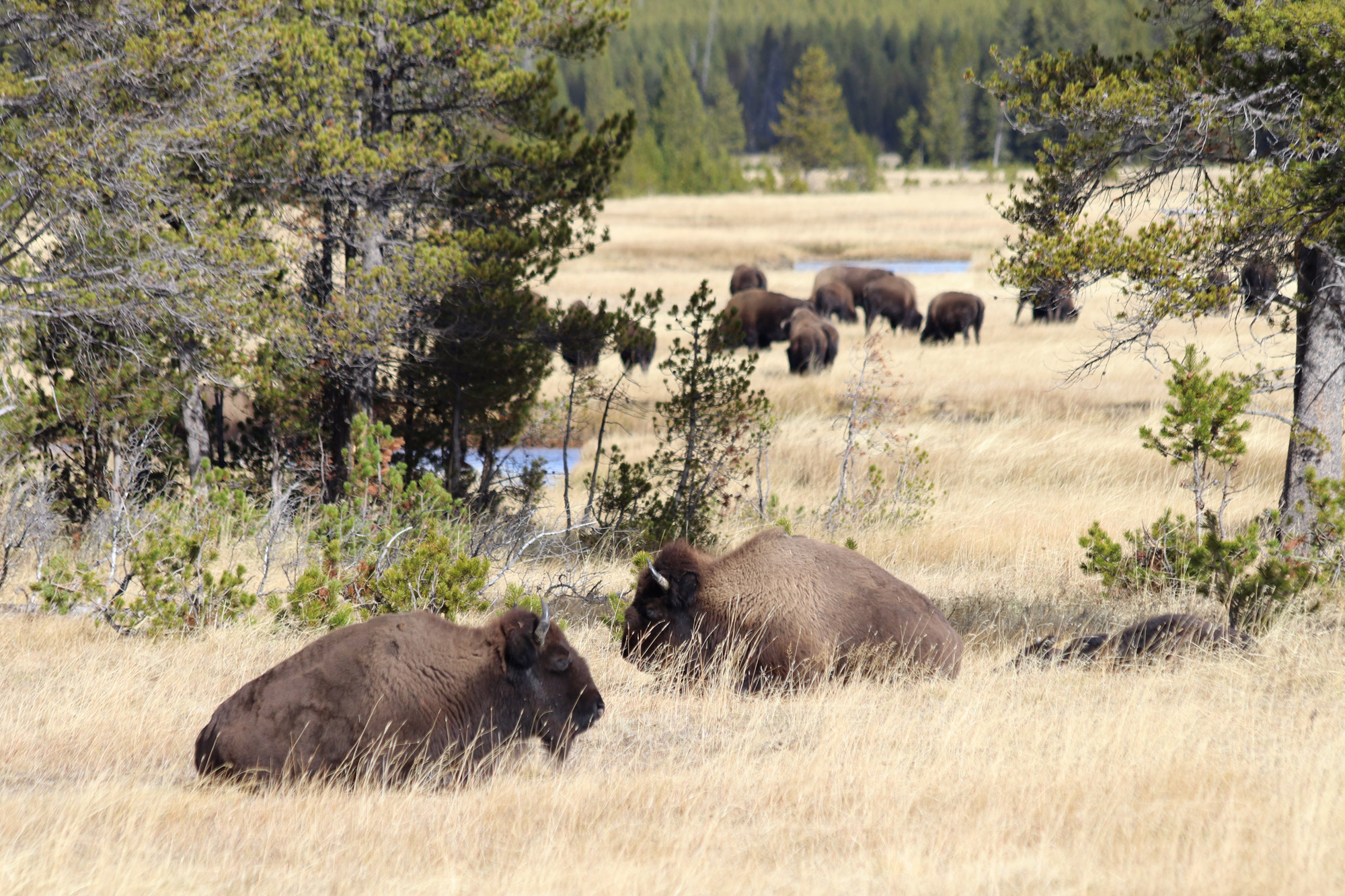 Amerika dag 5 - Yellowstone National Park - Bizons