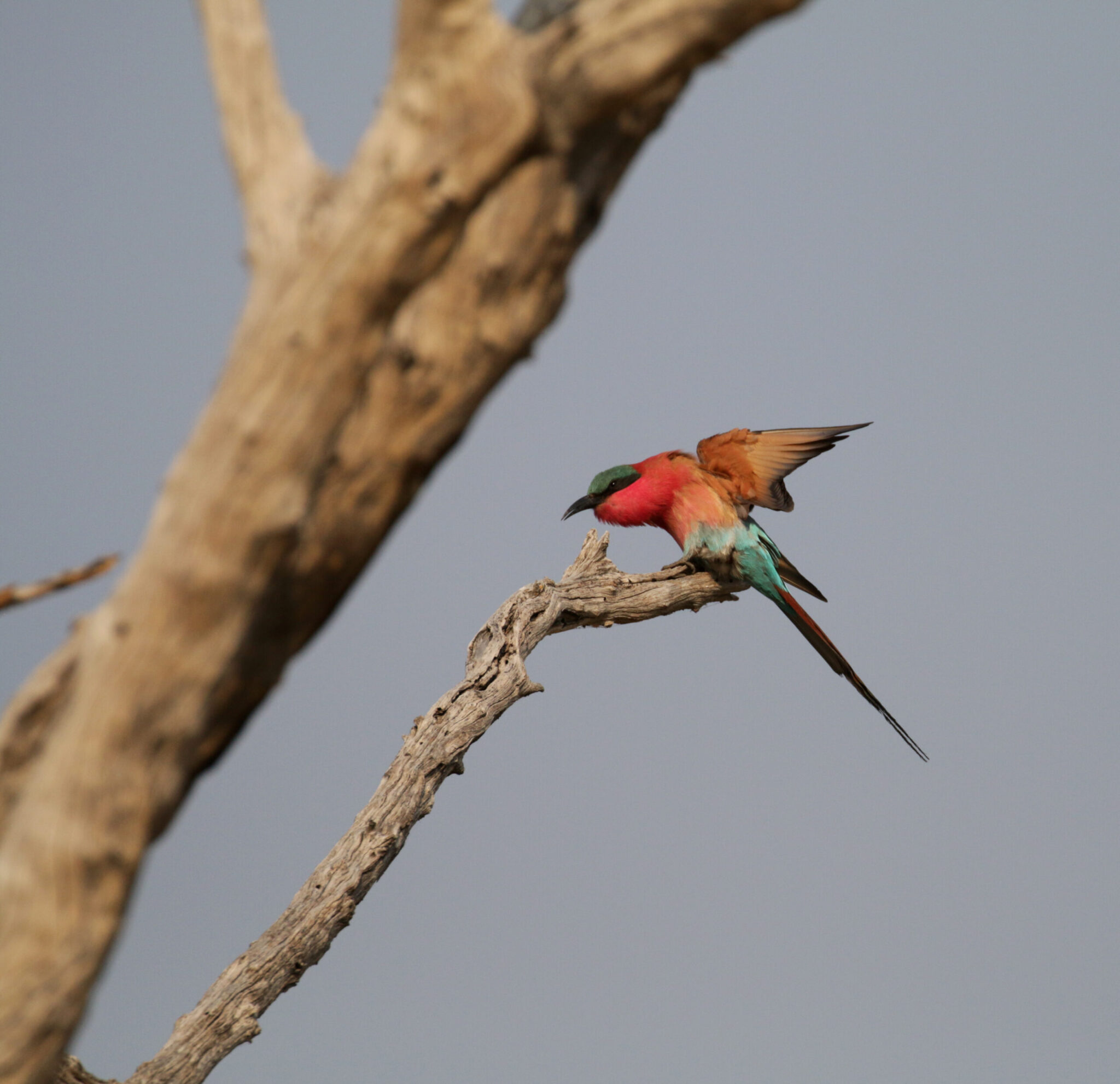 Botswana: Chobe Rivier - Karmijnrode bijeneter