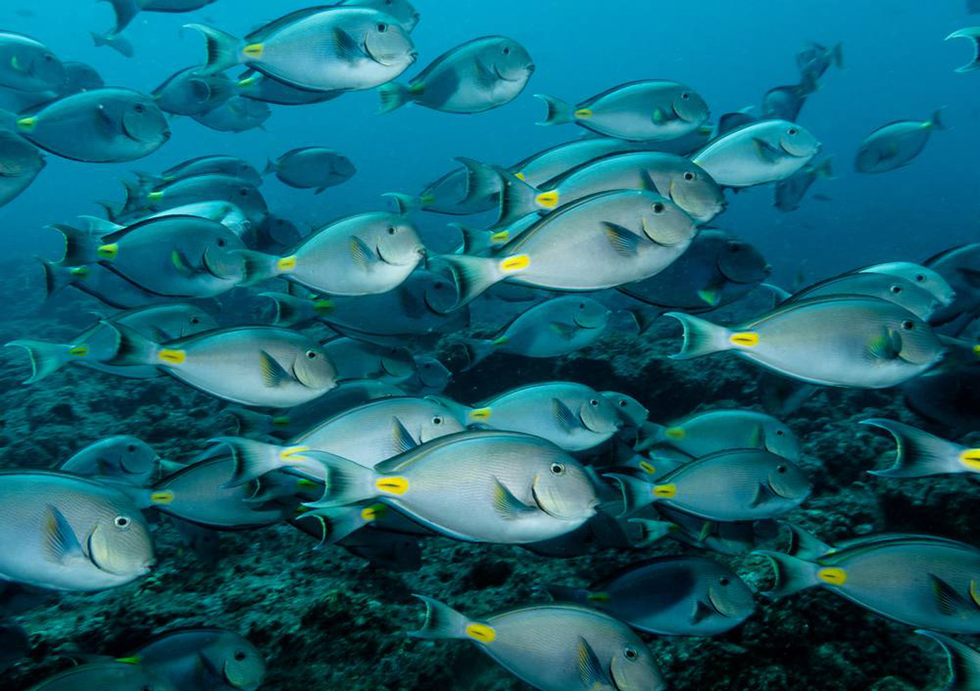 Top 5 highlights Kaapverdië - Duiken onderwater