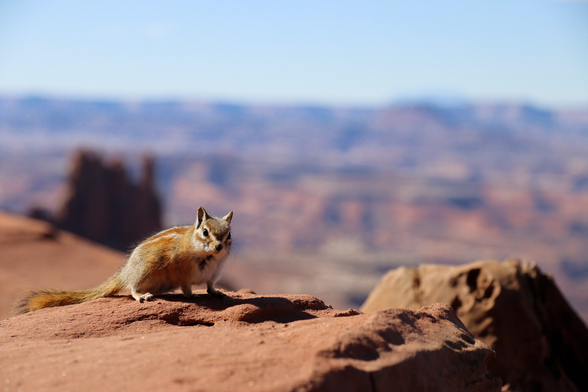 Amerika dag 8 - Canyonlands National Park - Chipmunk