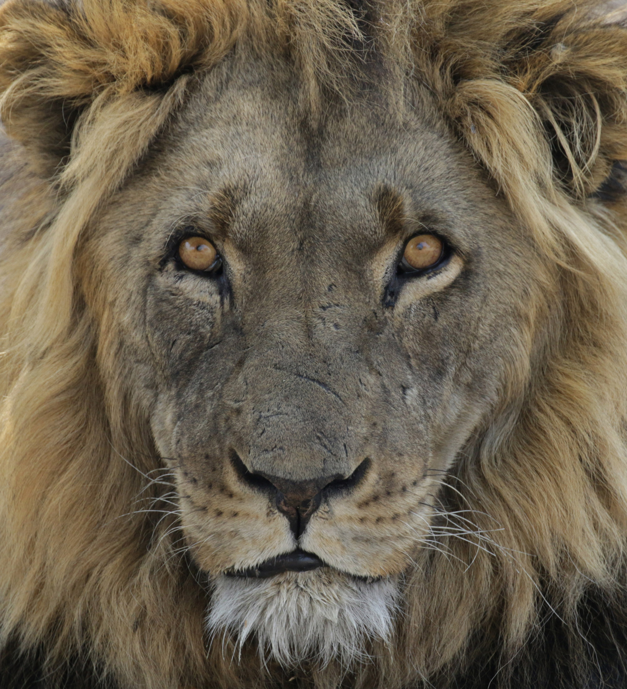 Botswana: Central Kalahari Game Reserve - Leeuw