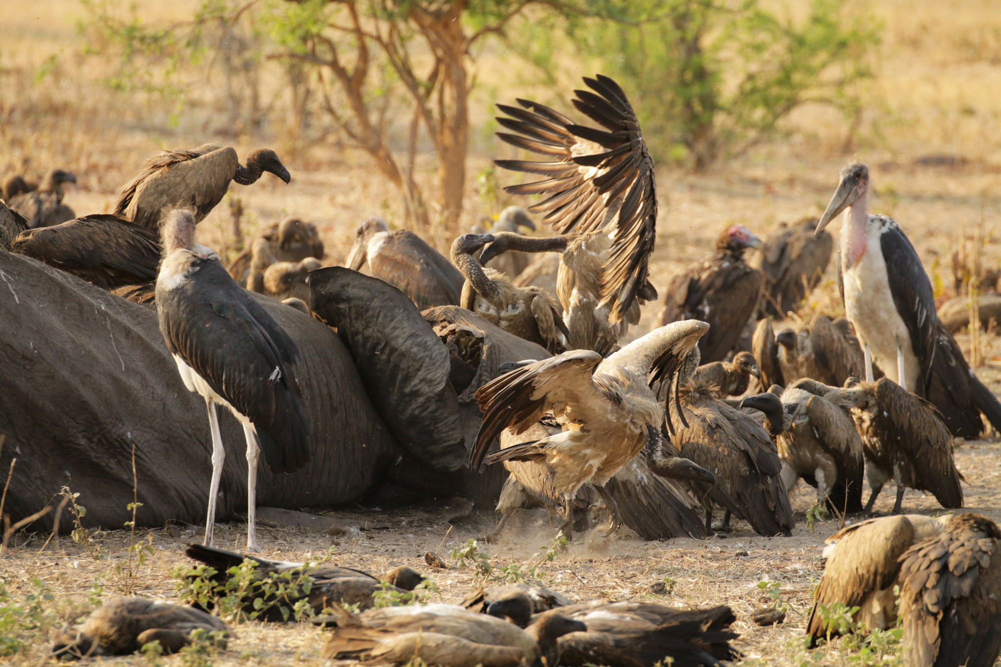 Botswana: Chobe National Park - Gieren