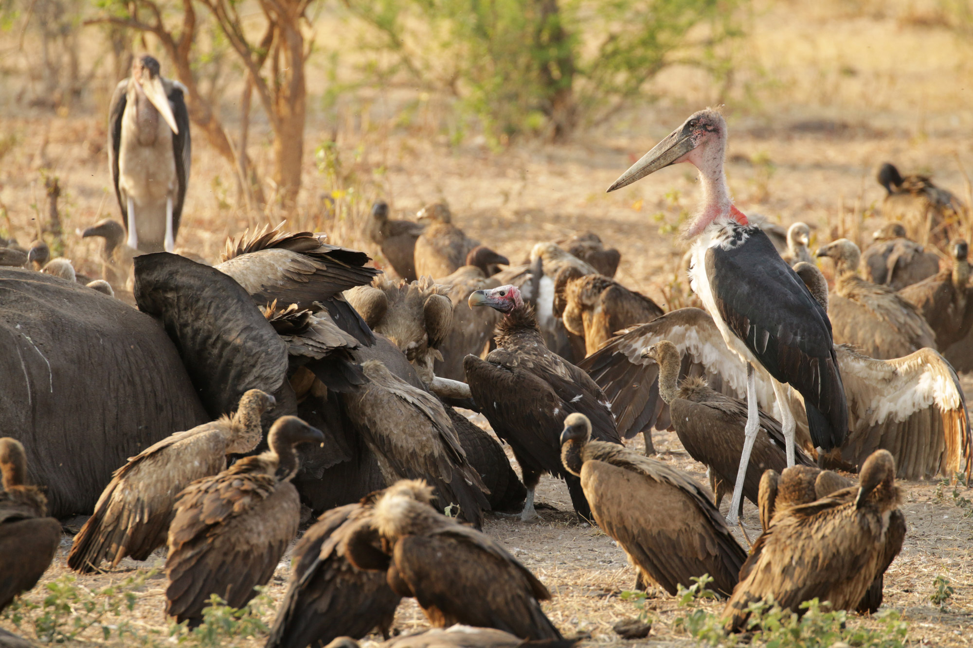 Botswana: Chobe National Park - Gieren