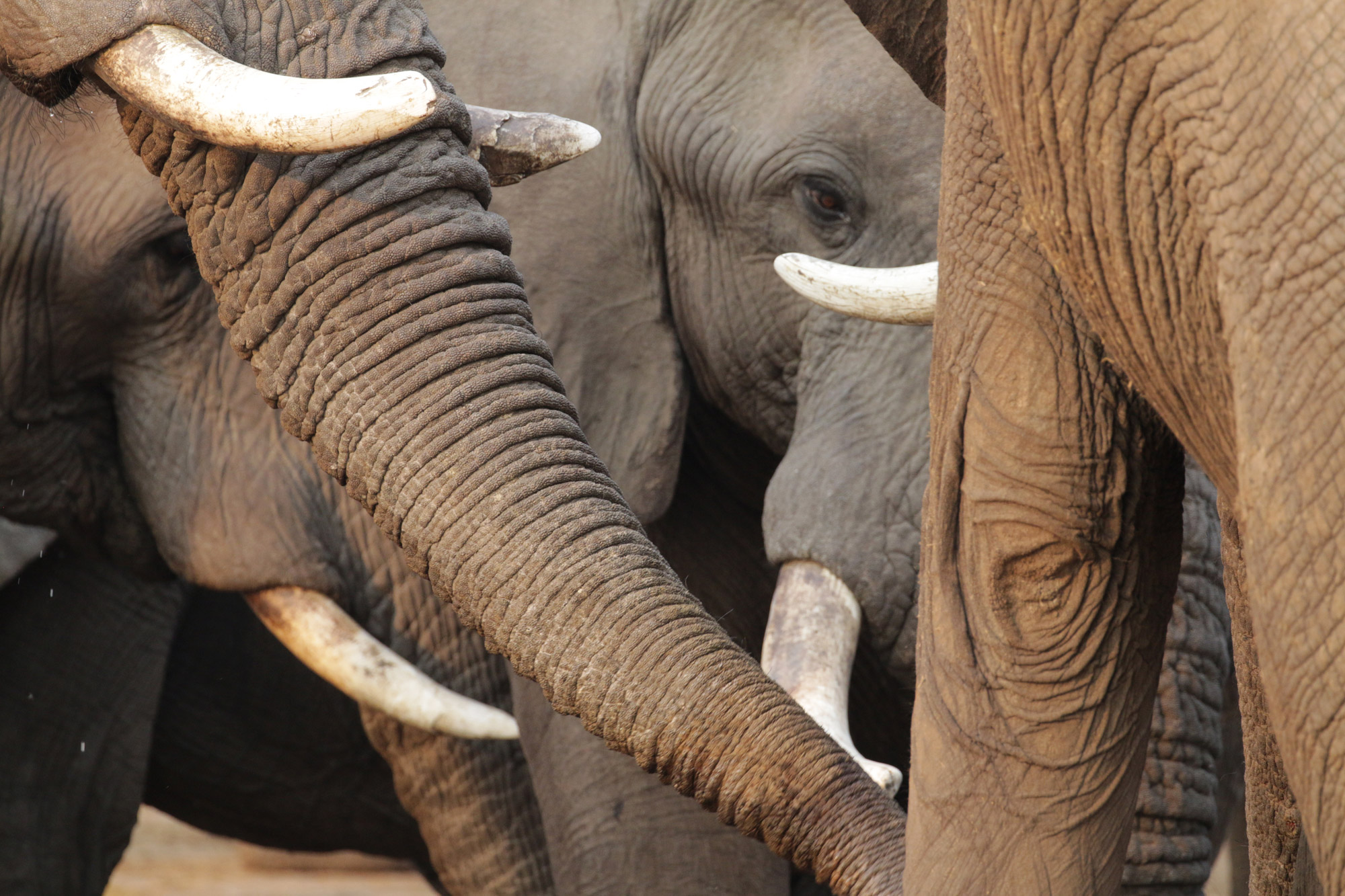 Botswana: Chobe National Park - Olifanten