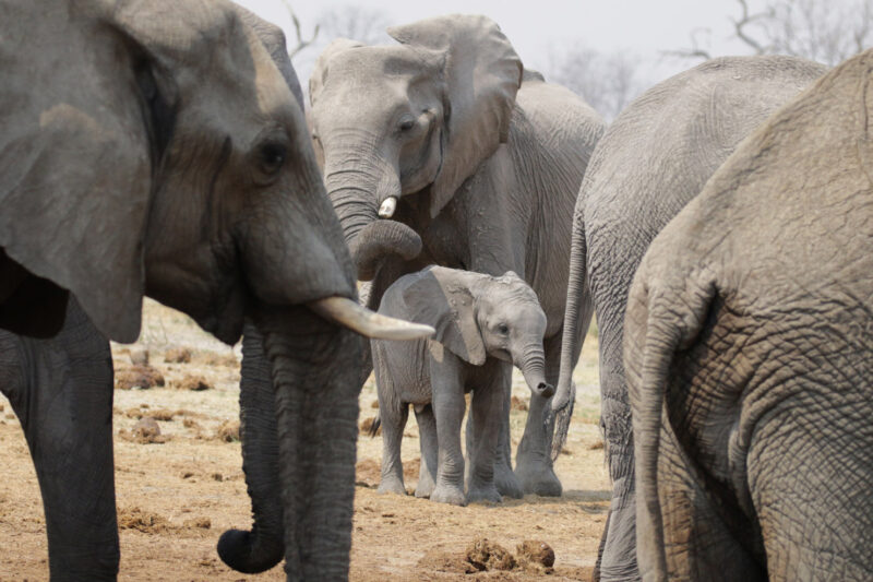Botswana: Chobe National Park - Olifanten