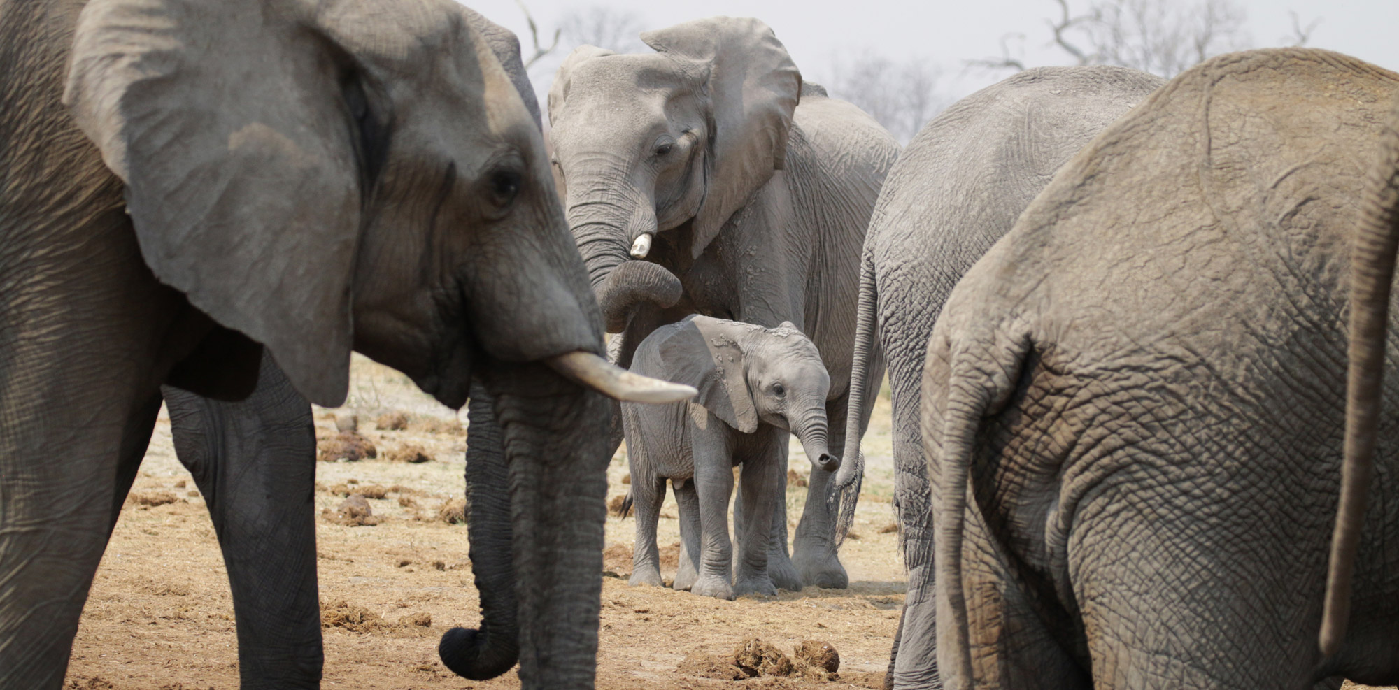 Botswana: Chobe National Park - Olifanten