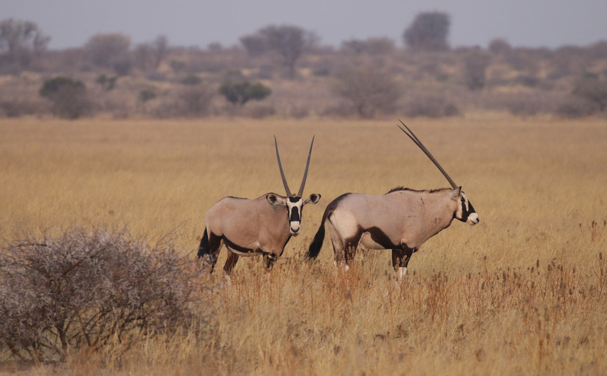 Botswana: Kalahari Game Reserve - Oryx