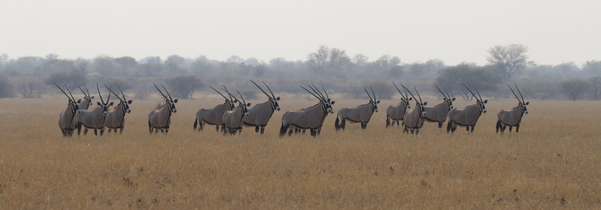 Botswana: Kalahari Game Reserve - Oryx