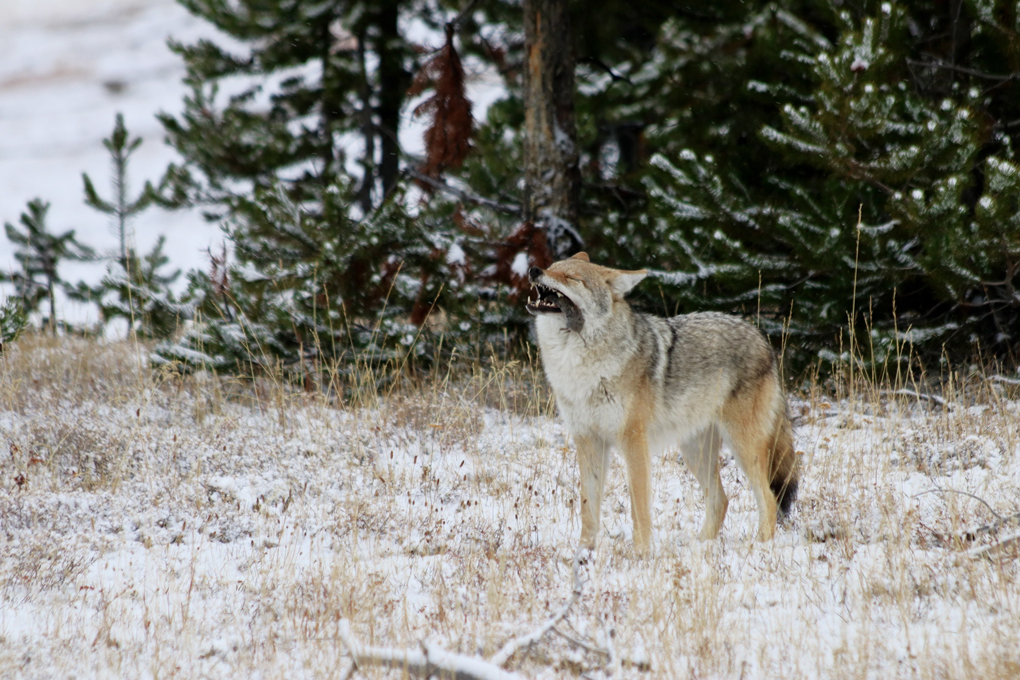 Mooiste reisfoto's van 2017 - Coyote