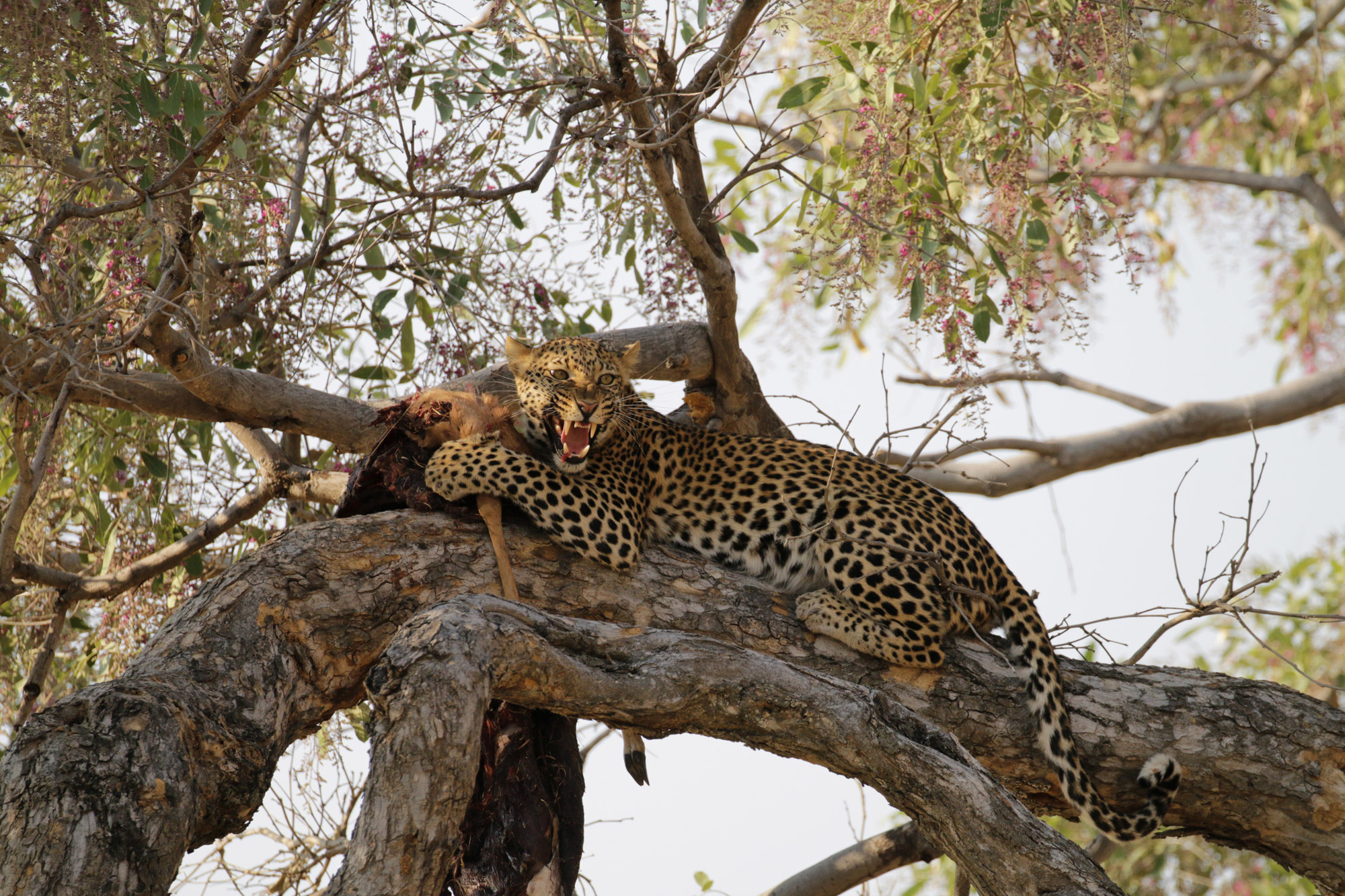 Botswana: Moremi Game Reserve - Luipaard