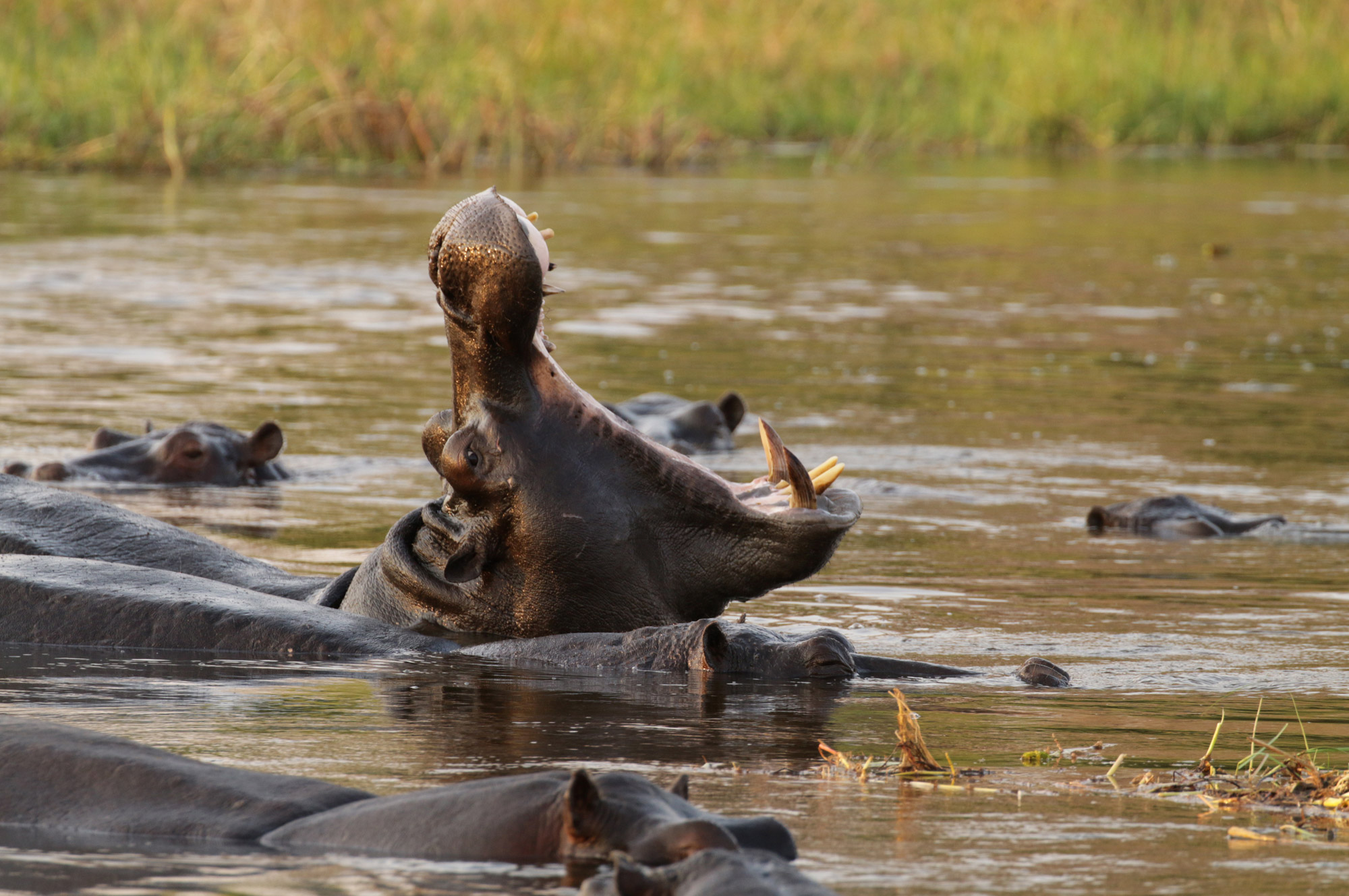 Botswana: Moremi Game Reserve - Nijlpaard