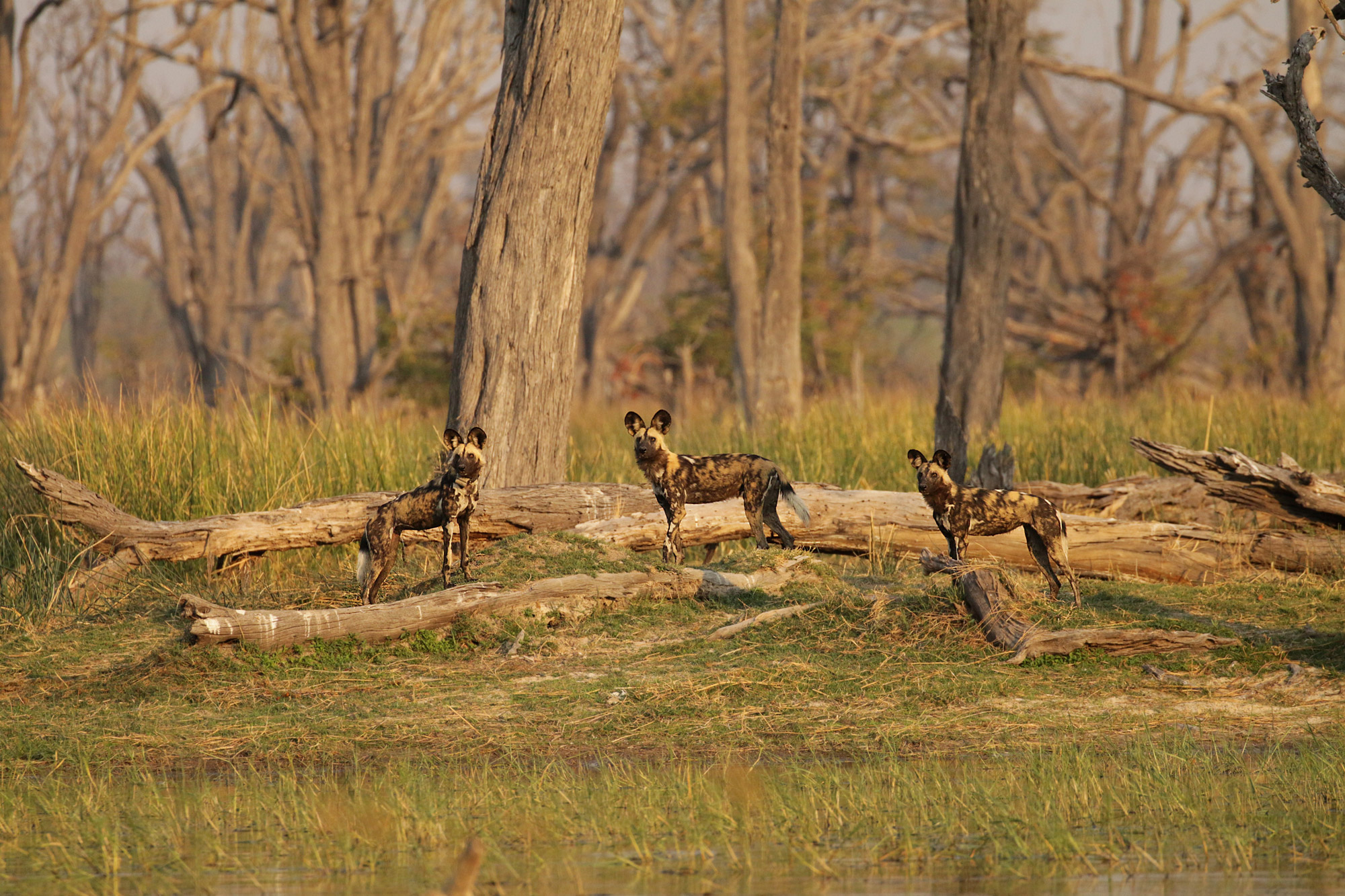 Botswana: Moremi Game Reserve - Wilde honden