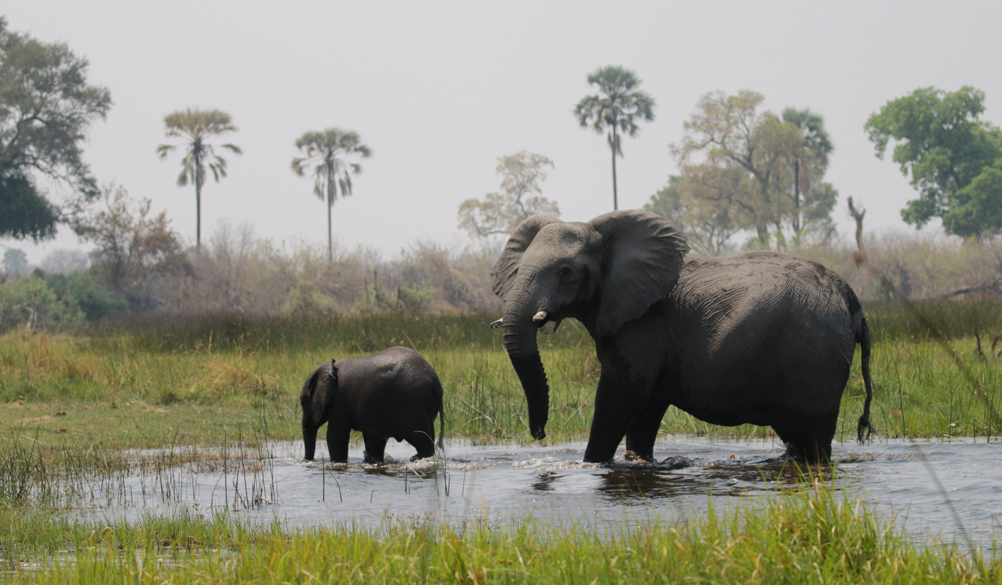 Botwana; Okavango Delta - Olifanten