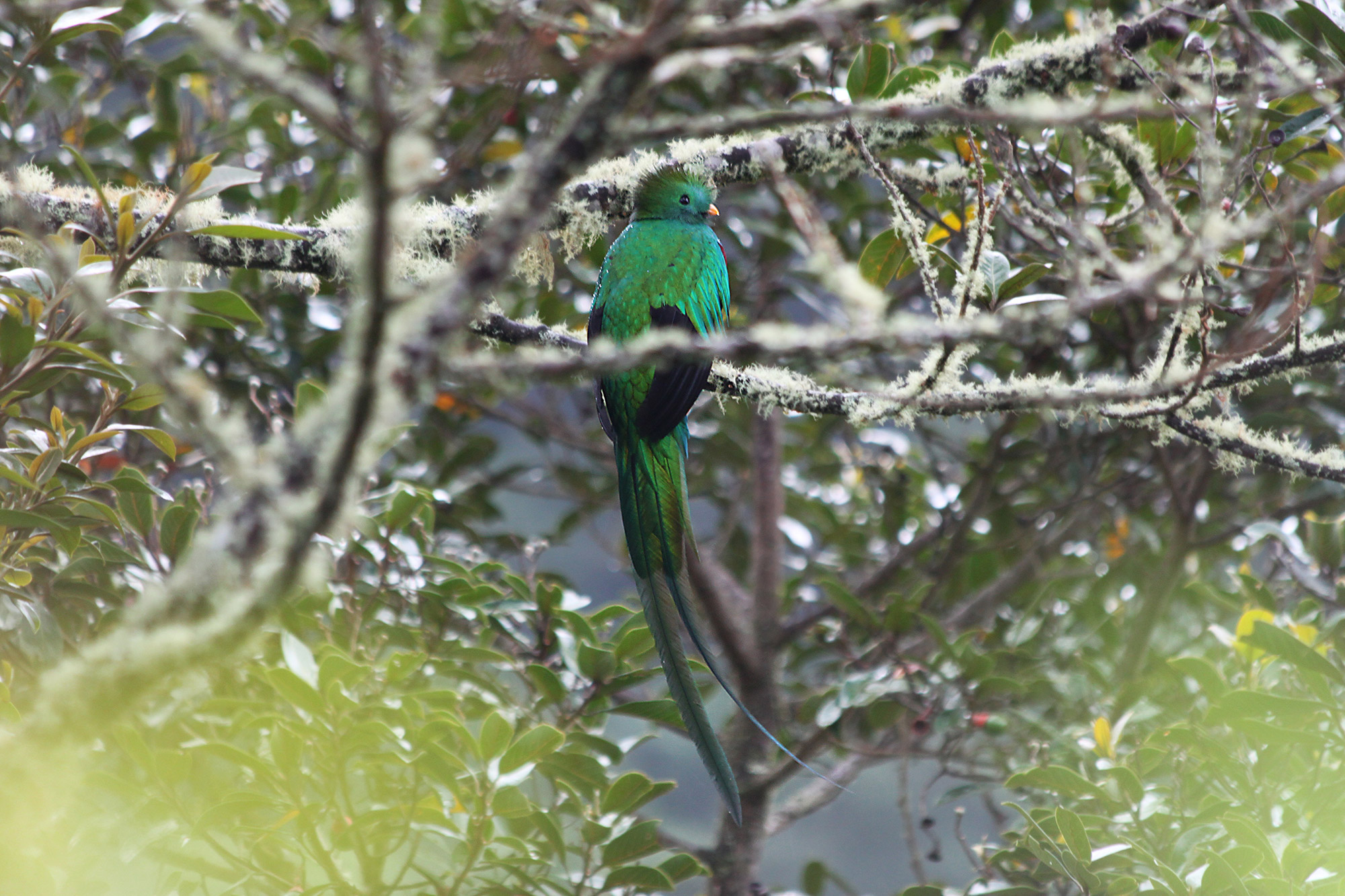 Onze favoriete nationale parken van Costa Rica - Parque Nacional Los Quetzales