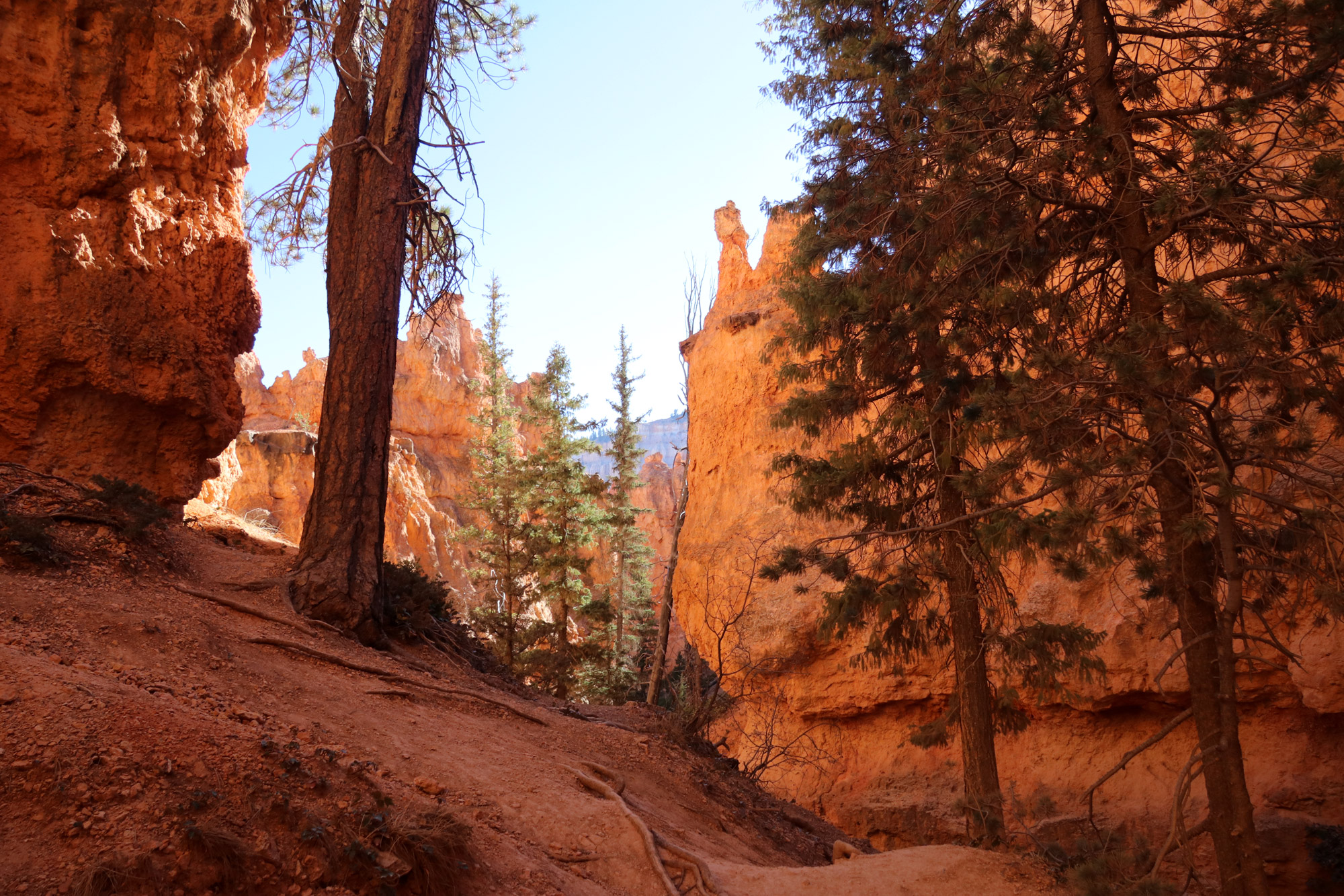 Amerika dag 14 - Bryce Canyon National Park - Navajo Loop Trail