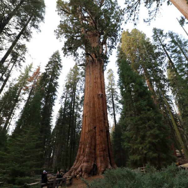 Genereal Sherman Tree - Sequoia National Park - Verenigde Staten