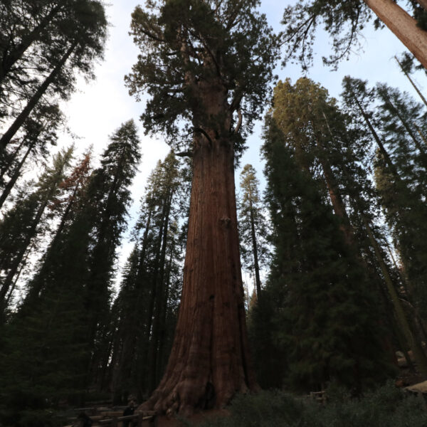 Genereal Sherman Tree - Sequoia National Park - Verenigde Staten