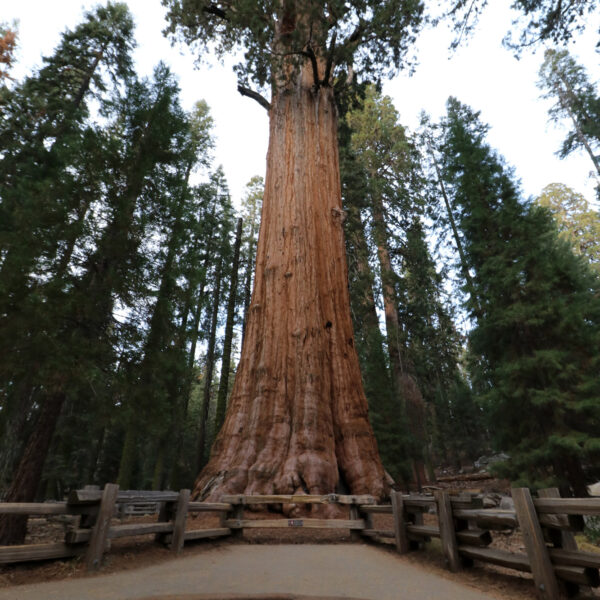 Genereal Sherman Tree - Sequoia National Park - Verenigde Staten