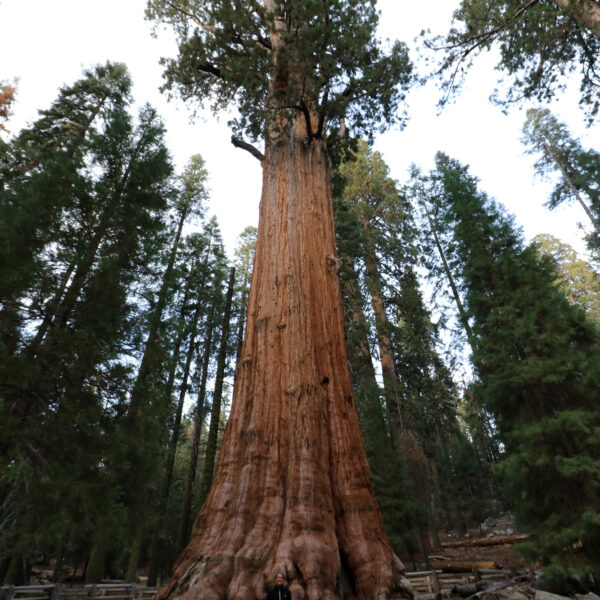 Genereal Sherman Tree - Sequoia National Park - Verenigde Staten