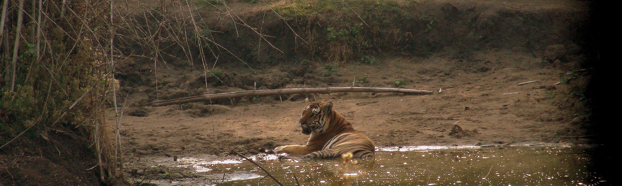 Op mijn wishlist: tijgers spotten in India