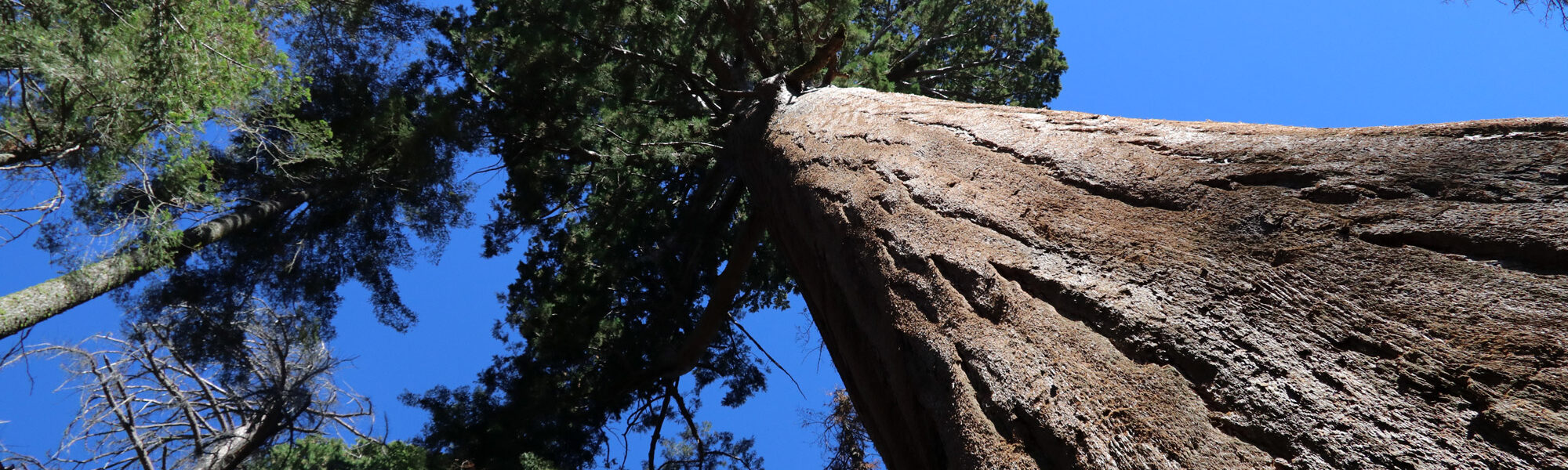 Sequoia National Park - Californië - Verenigde Staten