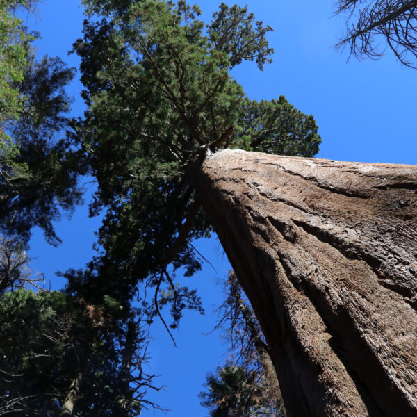 Sequoia National Park - Californië - Verenigde Staten