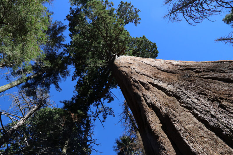 Sequoia National Park - Californië - Verenigde Staten