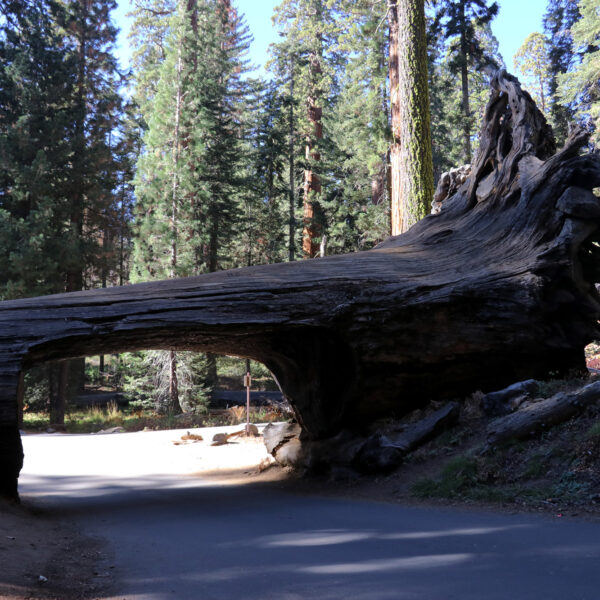 Tunnel Log - Sequoia National Park - Verenigde Staten