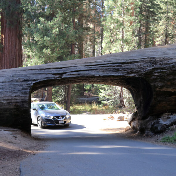 Tunnel Log - Sequoia National Park - Verenigde Staten
