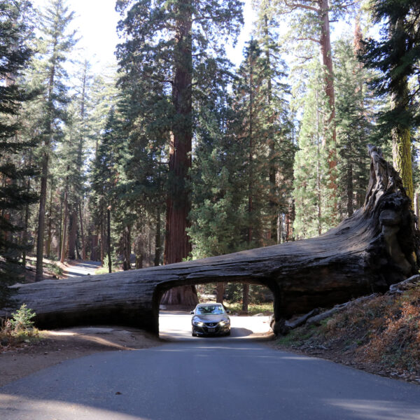 Tunnel Log - Sequoia National Park - Verenigde Staten