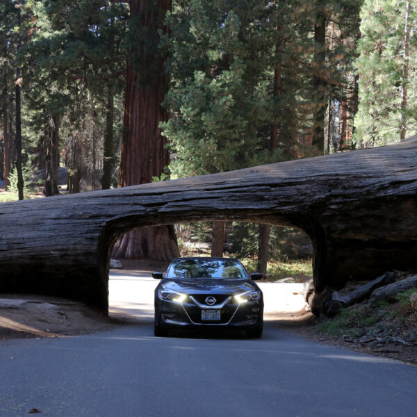 Tunnel Log - Sequoia National Park - Verenigde Staten